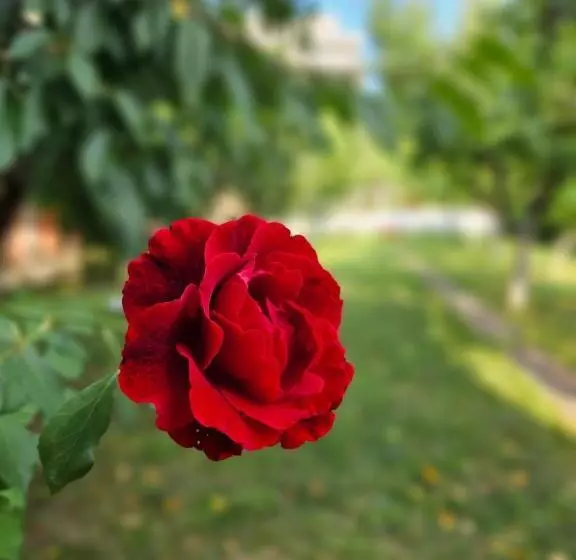 Pensiunea Sun Victor