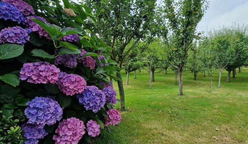 פנסיון Cosma House