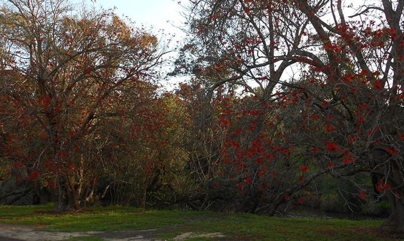 Fotos del hotel Avocados Accommodation:  11