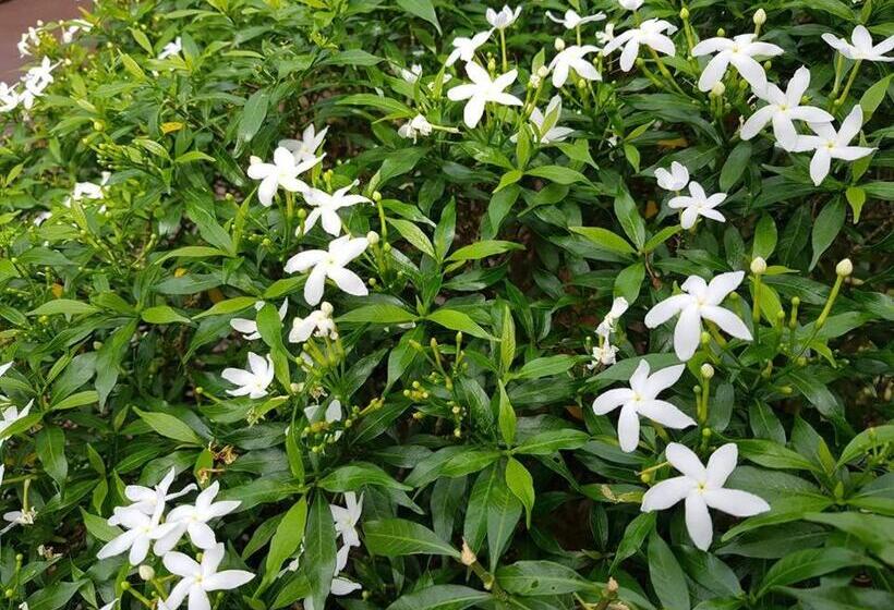 酒店 Kaya Mani Thai Villa Resort