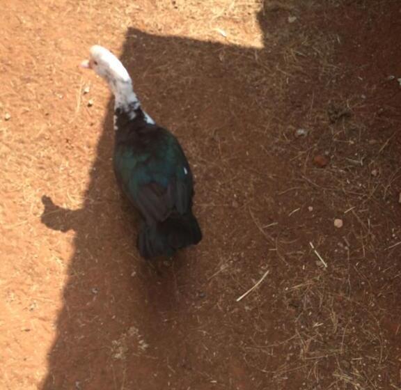 The Cradle Berry Farm