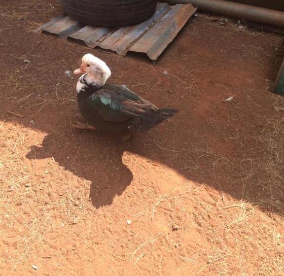 The Cradle Berry Farm