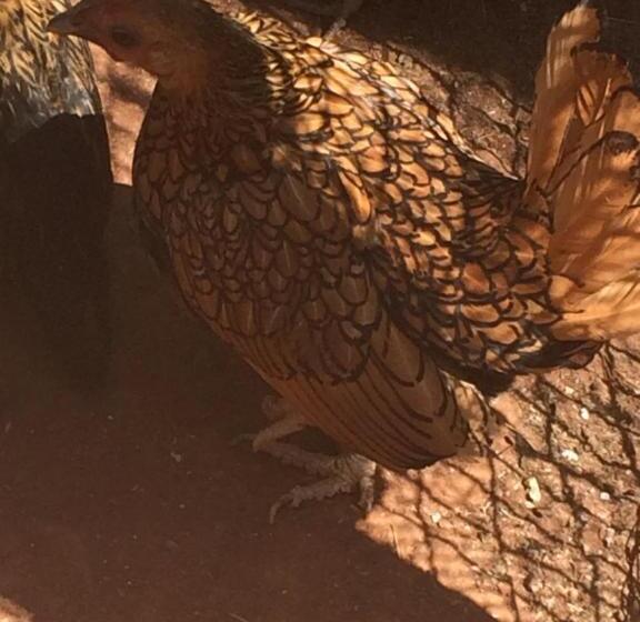 The Cradle Berry Farm