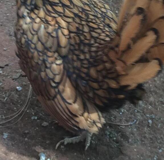 The Cradle Berry Farm