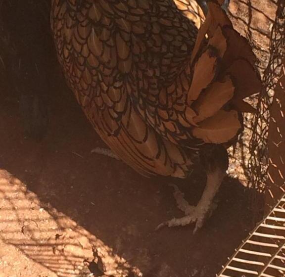 The Cradle Berry Farm