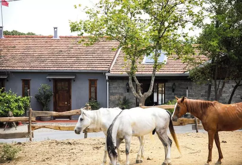 リゾートホテル Mavi̇ At Hotel Blue Horse