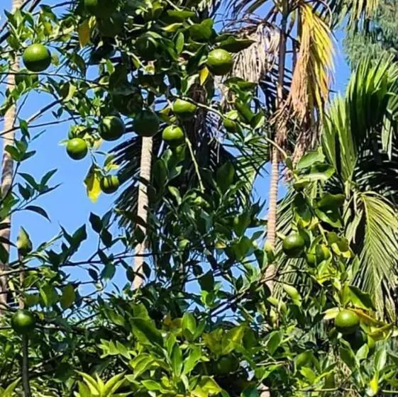 Dooars Velley Home Stay