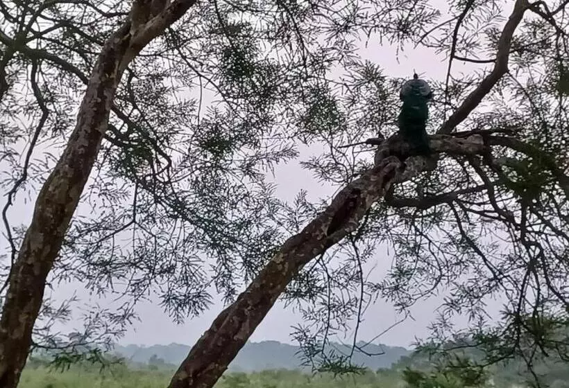 Dooars Velley Home Stay