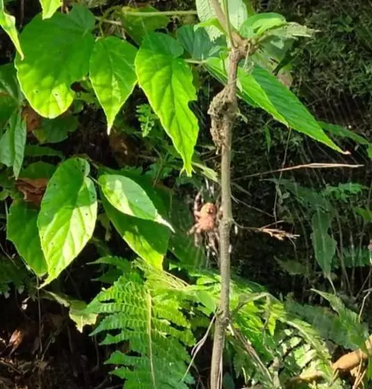 Dooars Velley Home Stay