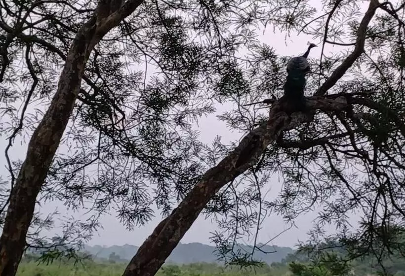 Dooars Velley Home Stay