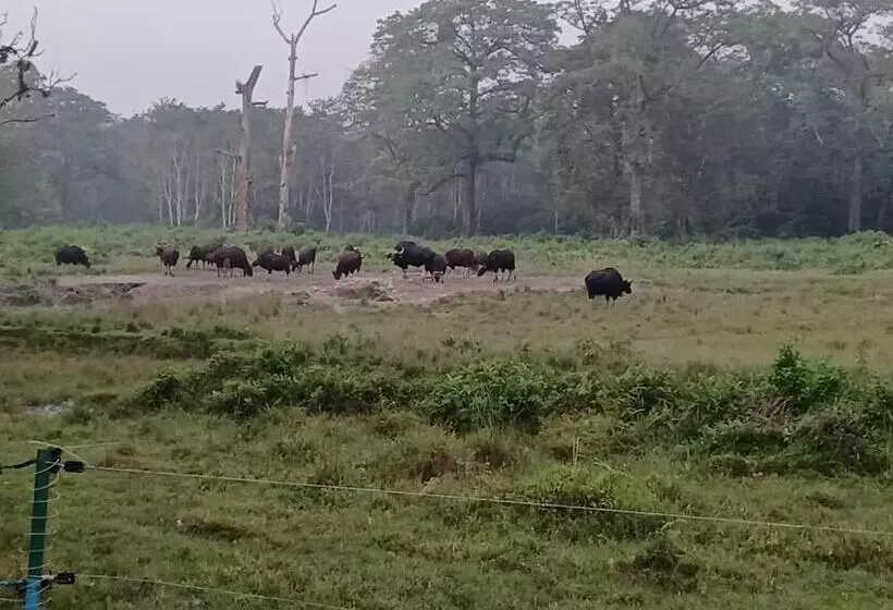 Dooars Velley Home Stay