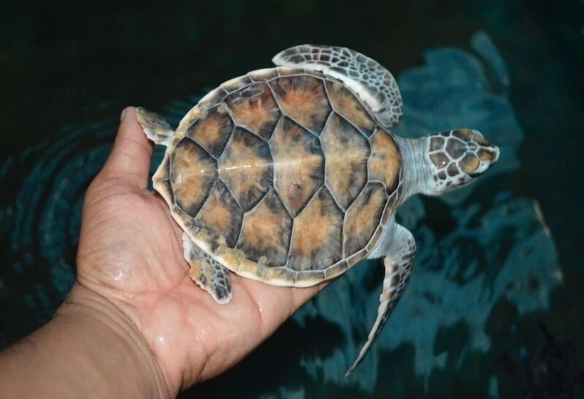 צימר Mihin Villa