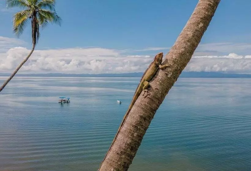 ホテル Playa Cativo Lodge