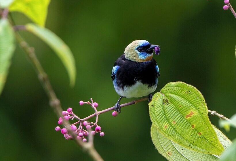 فندق Playa Cativo Lodge