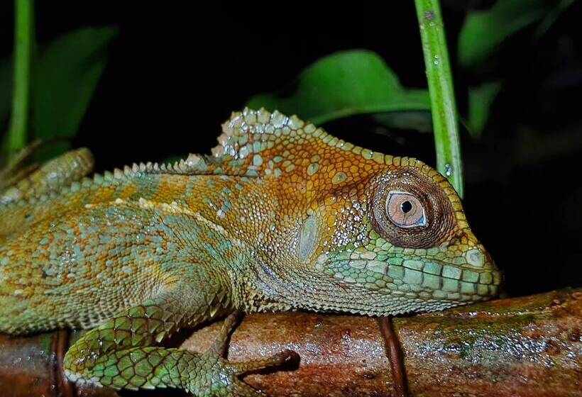 فندق Playa Cativo Lodge