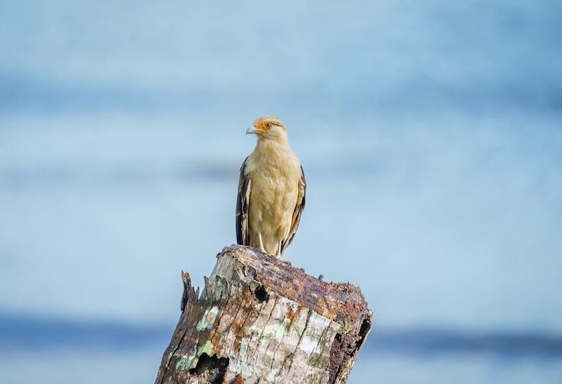 فندق Playa Cativo Lodge
