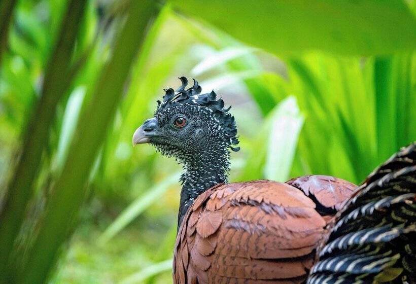 فندق Playa Cativo Lodge