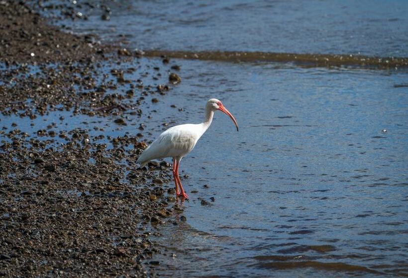 فندق Playa Cativo Lodge