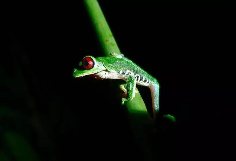 ホテル Playa Cativo Lodge