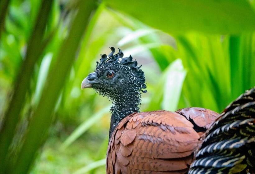 فندق Playa Cativo Lodge