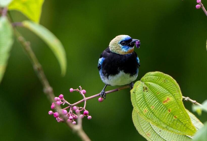 فندق Playa Cativo Lodge