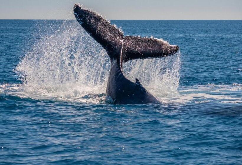 فندق Playa Cativo Lodge