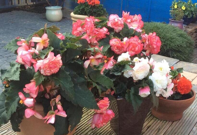 تختخواب و صبحانه Rosebank Guest House