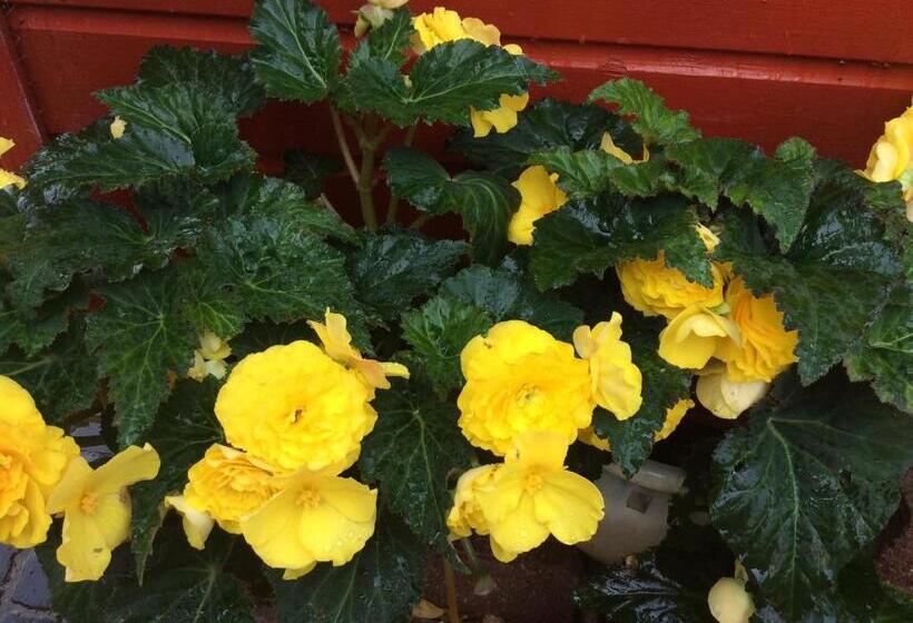 تختخواب و صبحانه Rosebank Guest House