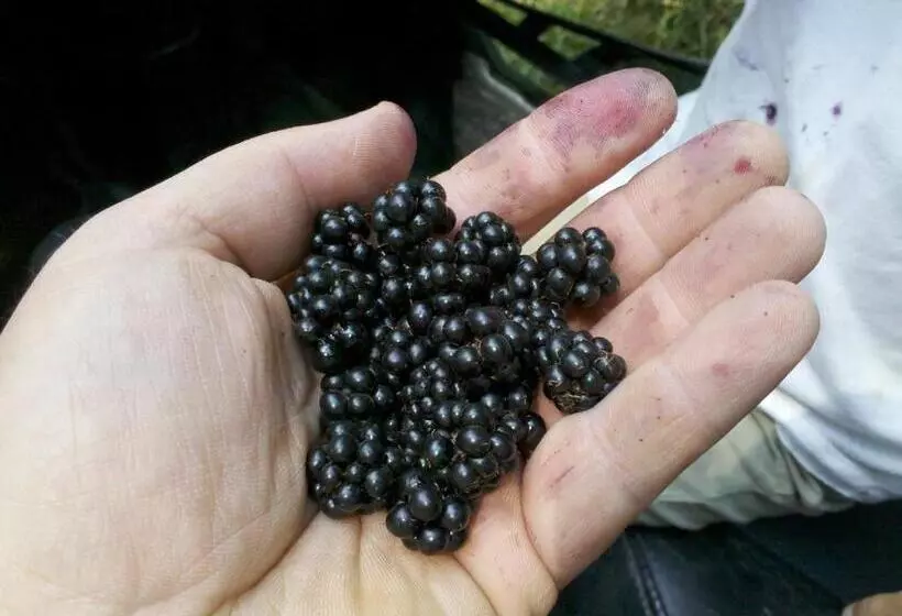 Majatalo La Caramidari