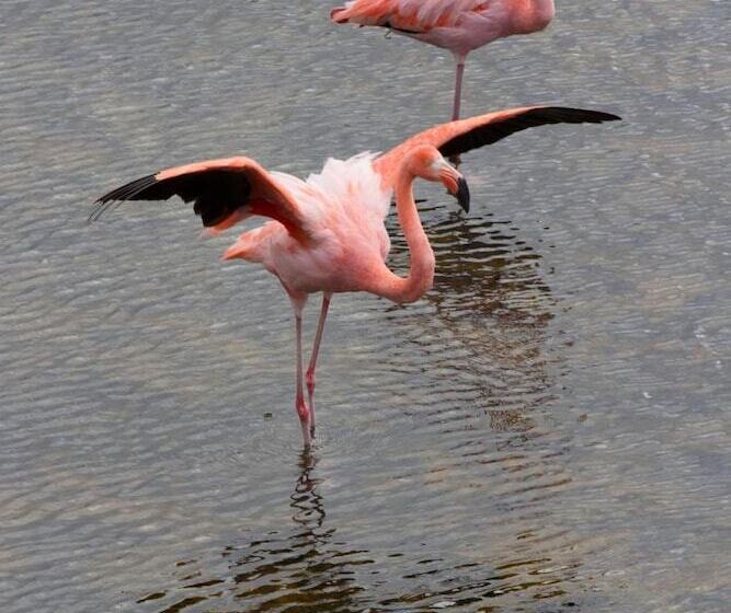 فندق Paraiso De Isabela