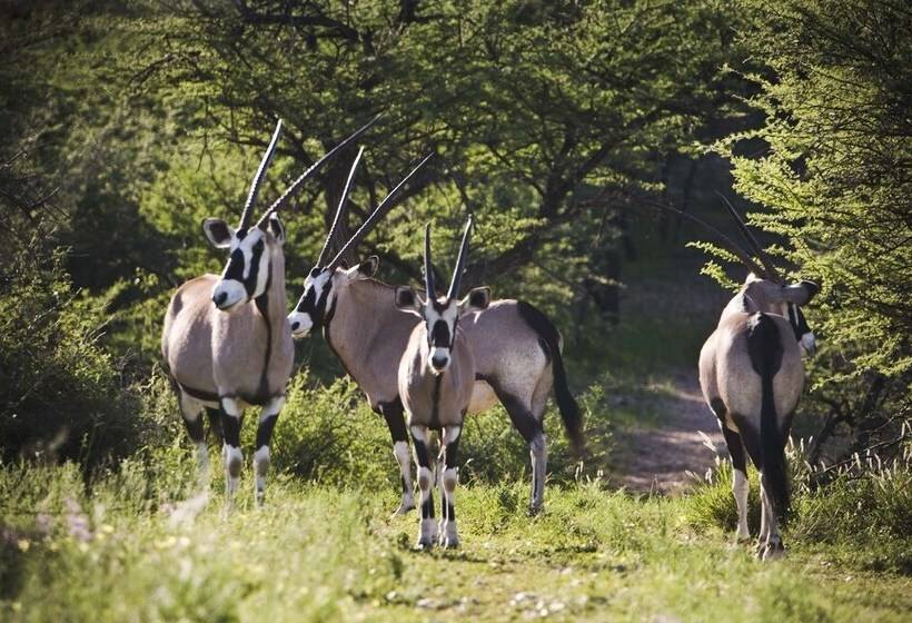 هتل Windhoek Game Camp