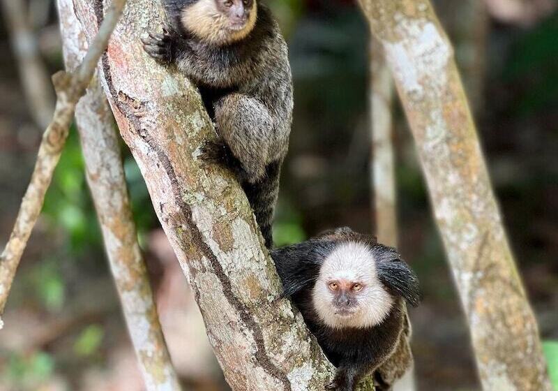 酒店 Pousada Mundo Verde