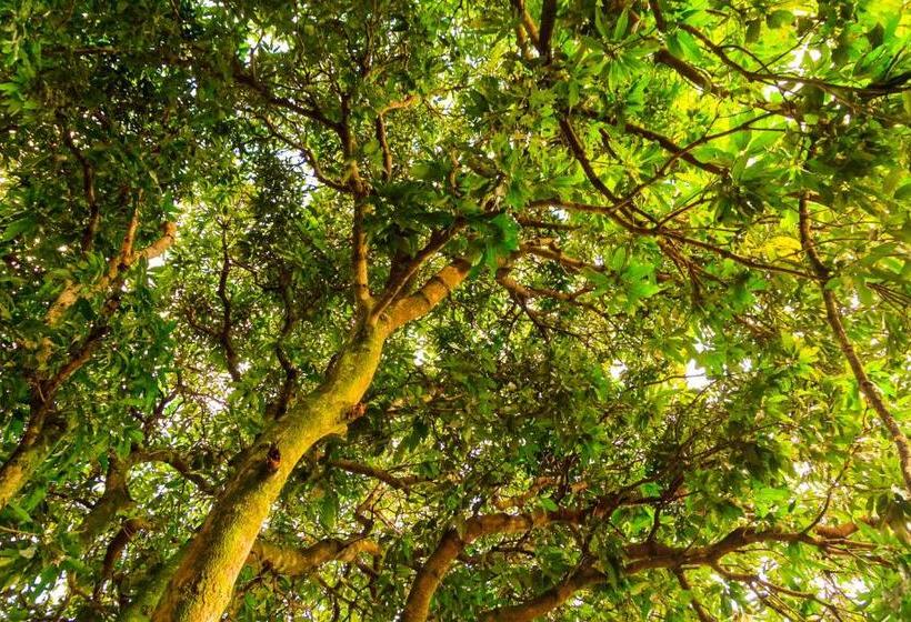 הוסטל Pousada Jardim Da Nova Era