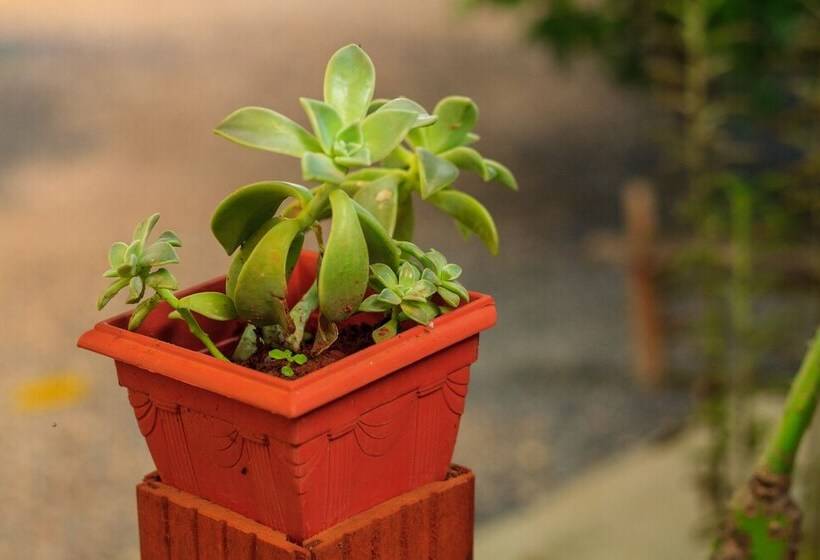 הוסטל Pousada Jardim Da Nova Era