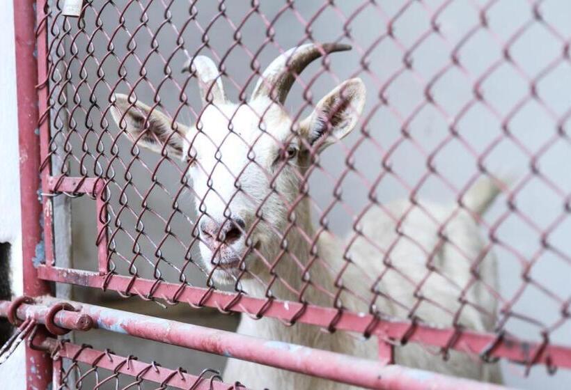 酒店 Fazenda Piramides