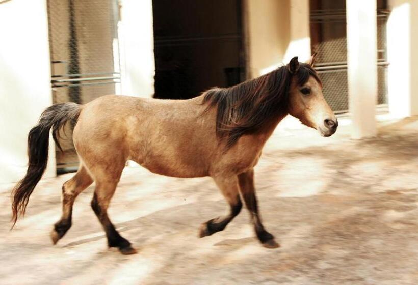 酒店 Fazenda Piramides