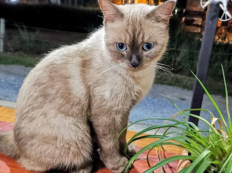 Resort Ser En Dip I Ty   Sha Extra Plus