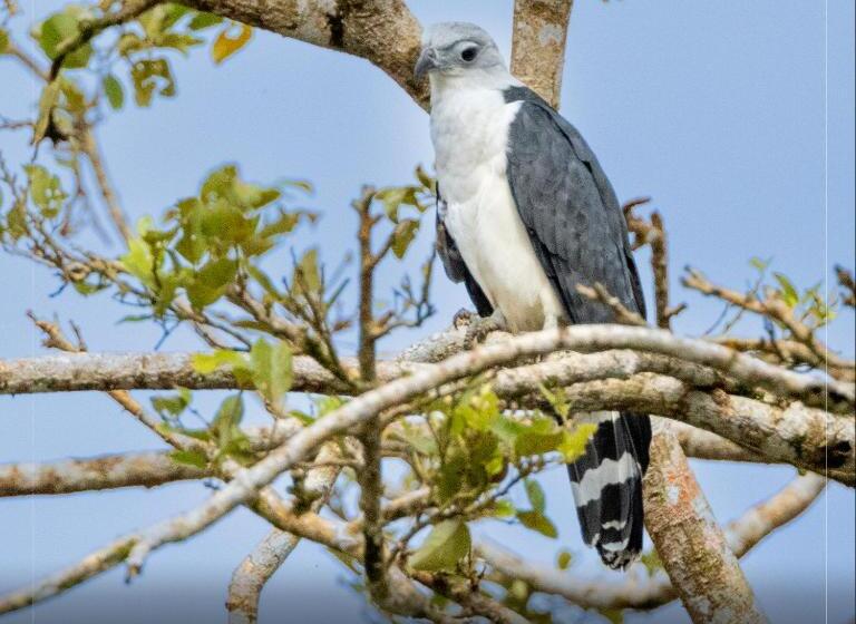 酒店 De Campo Caño Negro