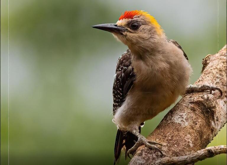 酒店 De Campo Caño Negro