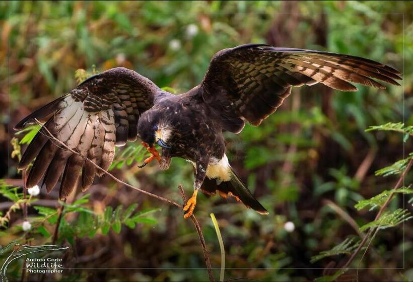 酒店 De Campo Caño Negro