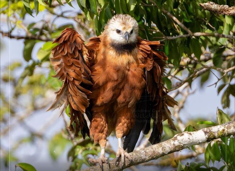 酒店 De Campo Caño Negro