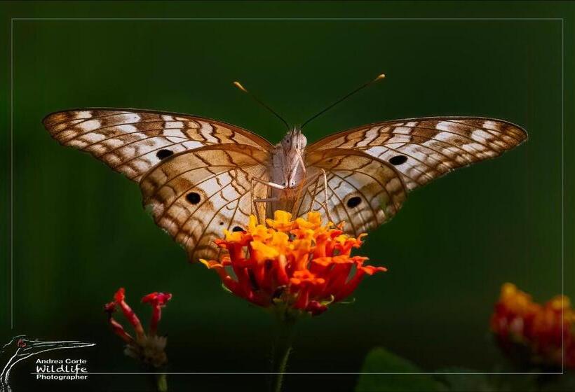 酒店 De Campo Caño Negro