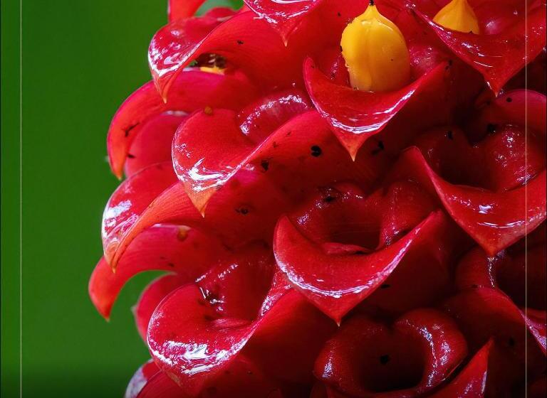 酒店 De Campo Caño Negro