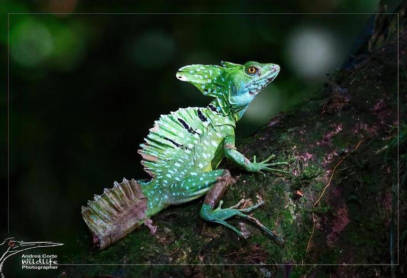 酒店 De Campo Caño Negro