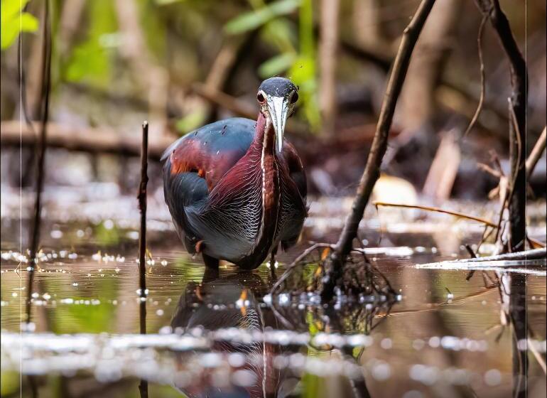 酒店 De Campo Caño Negro