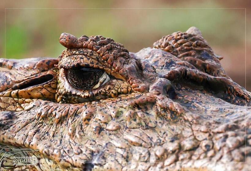 酒店 De Campo Caño Negro