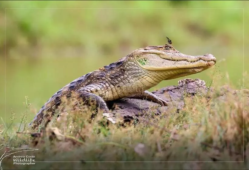 ホテル De Campo Caño Negro