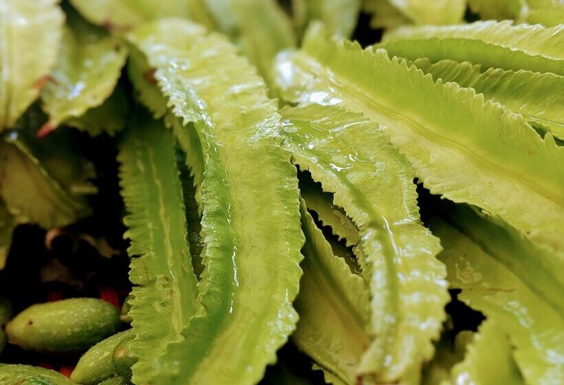 בית מלון כפרי Tranquil Resort Wayanad