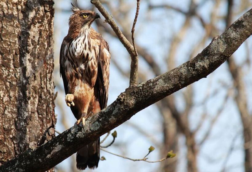 בית מלון כפרי Tranquil Resort Wayanad