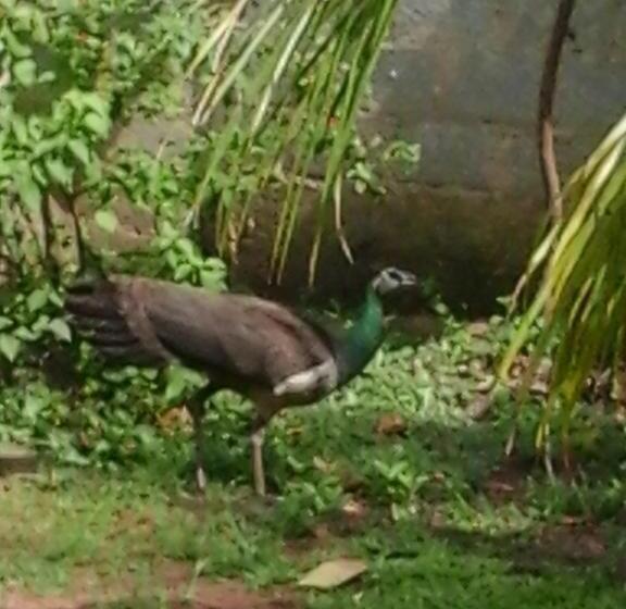 ホテル Himasha Guest